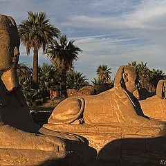 photo "Sphinx"