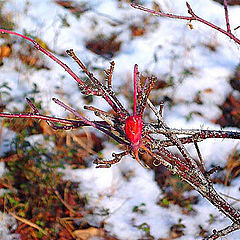 photo "Berry on snow"