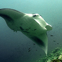 photo "Manta ray (Maldives last year)"