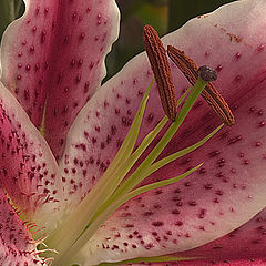photo "Tiger Lily"