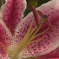 photo "Tiger Lily"