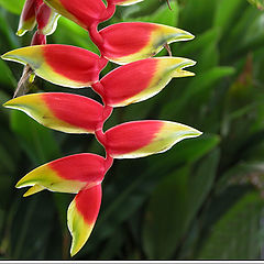 фото "Tropical Flower"