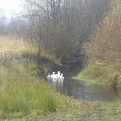 photo "The scared ducks"