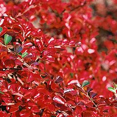 фото "In red..."