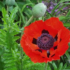 фото "Poppy Ruffles"