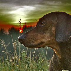 photo "sunset dog"