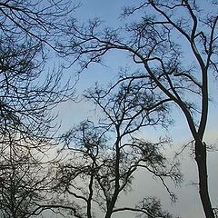 photo "About what trees whisper to the sky?"