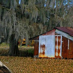 photo "Swamp Scene"