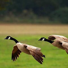 photo "Cruisin` On In"