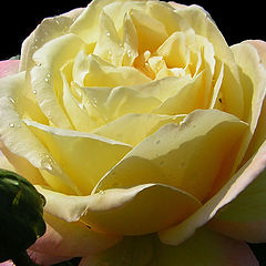 photo "rose#1"