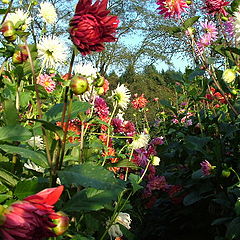 photo "Greeting Dahlias"