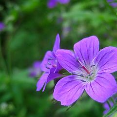 фото "Flowers"