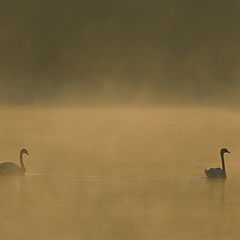 фото "foggy lake"