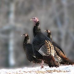 photo "Wild Turkies"