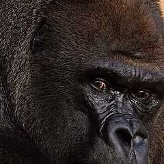 photo "Great Ape"