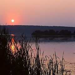 photo "Pink evening"