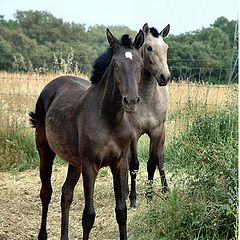 фото "Equus caballus"