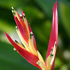 photo "Red on the green :)"