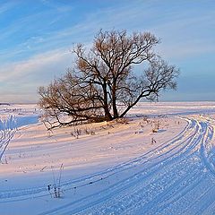 фото "Розово-гулубая зимняя картинка"