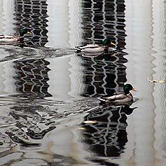 photo "Autumn ducks - 1"