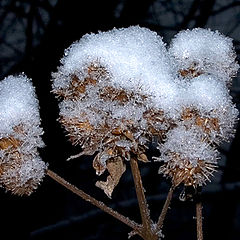 photo "Winter Macro"