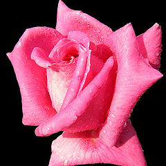 photo "rose#2"