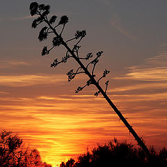 фото "to get dark in the desert (2)"