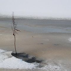 фото "Печальный этюд..."