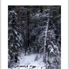 photo "Fur-tree on a marge of a dense wood"