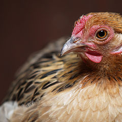 photo "relaxing moment of chicken"