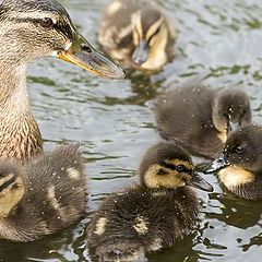 photo "The kindergarten."