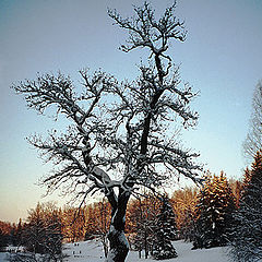 photo "frost-bound"