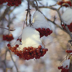 photo "Forgotten since autumn..."