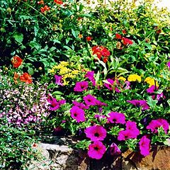 фото "Petunia"