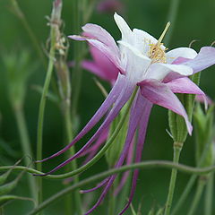 photo "Flower"