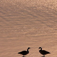 photo "face off"