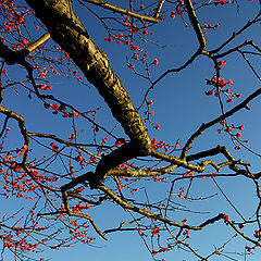 photo "Plum Blossoms"