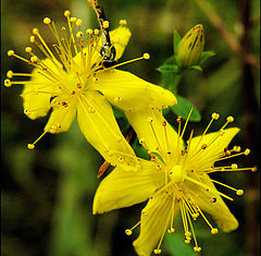 photo "Hypericum perforatum"