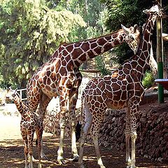 photo "The family"