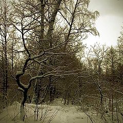 photo "Evening wood"