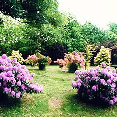 photo "Azaleas"