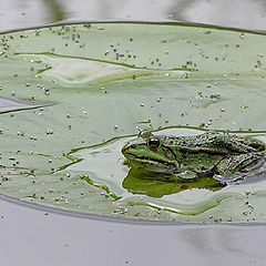 фото "in the pool"