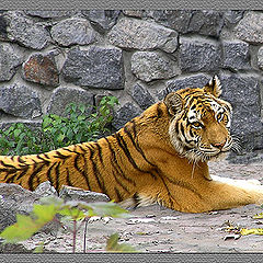 фото "тигр"