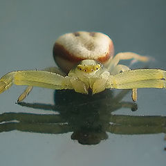 photo "~Spider~"