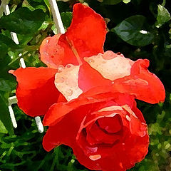 photo "rose#4"