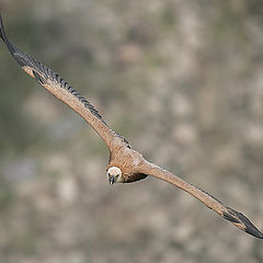 photo "Griffon Vulture"
