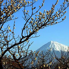 фото "Plum Blossoms II"