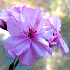 photo "Flowers for ladies"