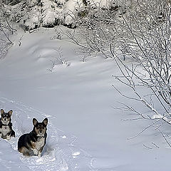 photo "Snowed Out"