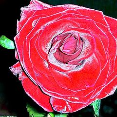 фото "rose.."